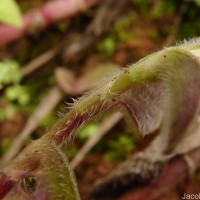 Cyanotis villosa (Spreng.) Schult. & Schult.f.